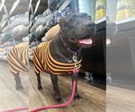 Small #2 Labrador Retriever Mix