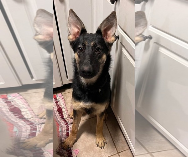 Medium Photo #3 German Shepherd Dog Puppy For Sale in Uwchlan, PA, USA
