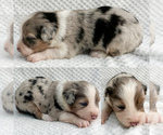 Small #2 Miniature Australian Shepherd