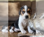 Small Photo #6 Beagle Puppy For Sale in FORDLAND, MO, USA