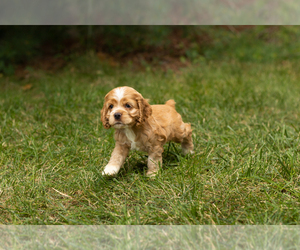 Cocker Spaniel Puppy for sale in NAPPANEE, IN, USA