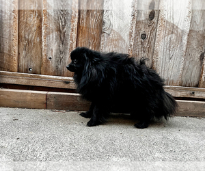 Mother of the Pomeranian puppies born on 02/01/2025