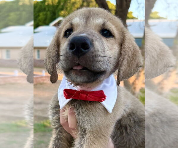 Medium Photo #3 Mutt Puppy For Sale in Goodyear, AZ, USA
