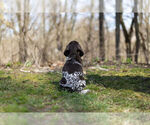 Small Photo #7 German Shorthaired Pointer Puppy For Sale in BRISTOL, IN, USA