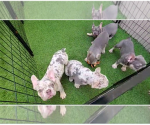 French Bulldog Dog for Adoption in HOMESTEAD, Florida USA