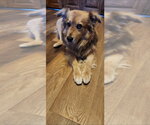 Small #1 Golden Retriever Mix