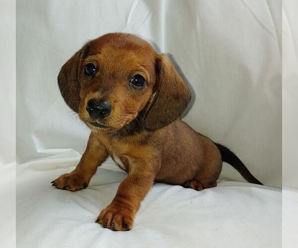 Medium Photo #1 Dachshund Puppy For Sale in KUNA, ID, USA