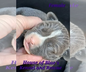 American Pit Bull Terrier Puppy for sale in DELAWARE, OH, USA