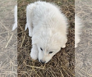 Great Pyrenees Puppy for sale in BOWLING GREEN, KY, USA