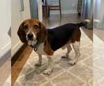 Small #6 Beagle