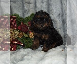 Poodle (Toy) Puppy for sale in BARNESVILLE, KS, USA