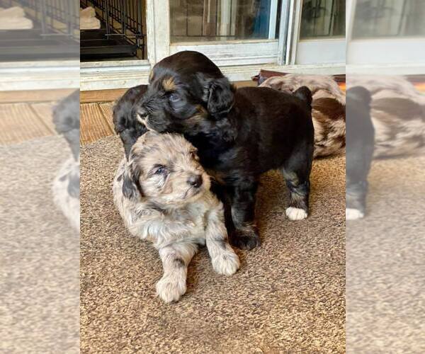 Medium Photo #3 F2 Aussiedoodle Puppy For Sale in OLIVE BRANCH, MS, USA
