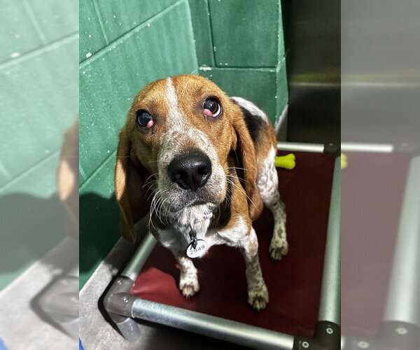 Medium Photo #1 Beagle Puppy For Sale in Forestville, MD, USA