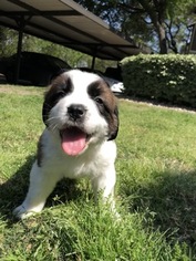 Saint Bernard Puppy for sale in AUSTIN, TX, USA