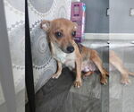 Small #1 Chihuahua Mix