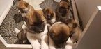 Small Photo #1 Akita Puppy For Sale in HUTCHINSON, MN, USA
