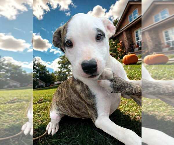 Medium Photo #1 American Pit Bull Terrier-American Staffordshire Terrier Mix Puppy For Sale in Wenonah, NJ, USA
