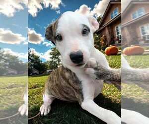 American Pit Bull Terrier-American Staffordshire Terrier Mix Dogs for adoption in Wenonah, NJ, USA