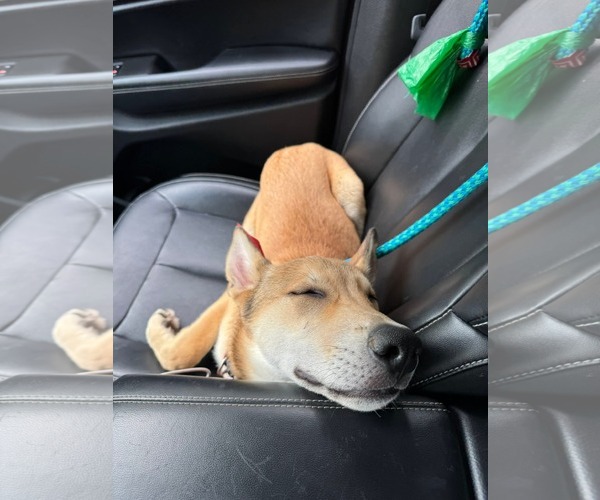 Medium Photo #23 German Shepherd Dog-Unknown Mix Puppy For Sale in Holly Springs, NC, USA