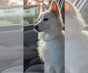 American Eskimo Dog Dogs for adoption in Pikesville, MD, USA