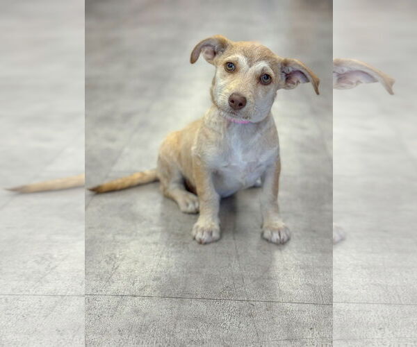 Medium Photo #5 Dachshund-Unknown Mix Puppy For Sale in PIPE CREEK, TX, USA