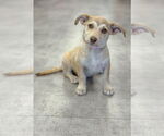Small #4 Dachshund Mix