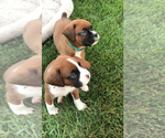 Small Photo #3 Boxer Puppy For Sale in APPLE CREEK, OH, USA