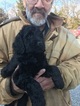 Small Photo #9 Goldendoodle-Poodle (Standard) Mix Puppy For Sale in BOWIE, MD, USA