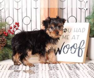 Yorkshire Terrier Puppy for sale in NAPLES, FL, USA