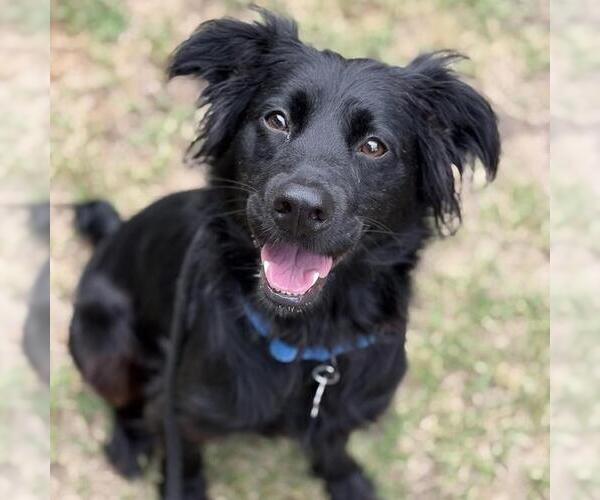 Medium Photo #1 Retriever -Spaniel Mix Puppy For Sale in San Diego, CA, USA
