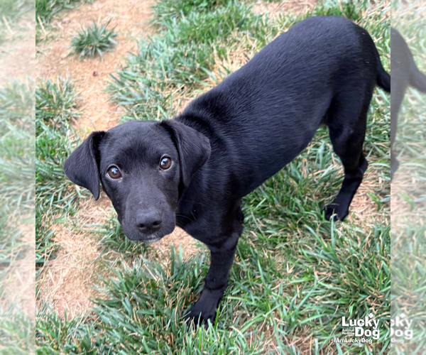 Medium Photo #8 Retriever -Unknown Mix Puppy For Sale in Washington, DC, USA
