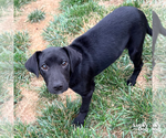 Small #7 Retriever  Mix