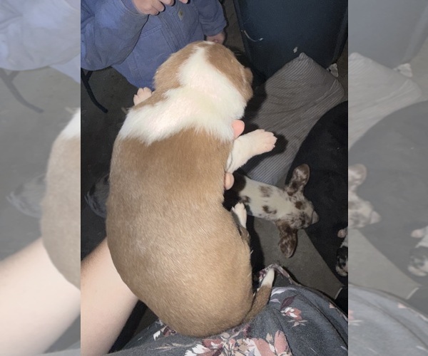 Medium Photo #5 Australian Cattle Dog Puppy For Sale in CORTEZ, CO, USA