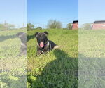 Small #3 Akita-Anatolian Shepherd Mix