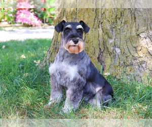 Mother of the Schnauzer (Miniature) puppies born on 07/17/2025