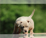 Puppy Prada American Bully