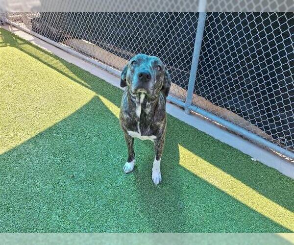 Medium Photo #2 American Staffordshire Terrier-Unknown Mix Puppy For Sale in Grand Prairie, TX, USA