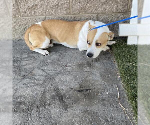 Medium Photo #1 Mutt Puppy For Sale in Modesto, CA, USA