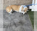A615071 - Male Mutt Dog for Adoption - Small photo
