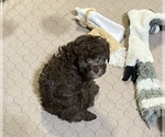 Small Photo #15 Poodle (Miniature) Puppy For Sale in GLOUCESTER, VA, USA