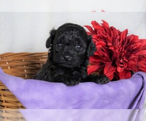 Goldendoodle-Poodle (Miniature) Mix Puppy for sale in FREDERICKSBG, OH, USA