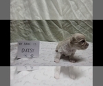 Small #5 Maltipoo (Miniature)