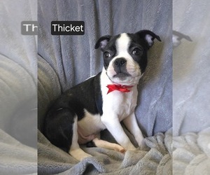 Boston Terrier Puppy for sale in MINERAL WELLS, WV, USA