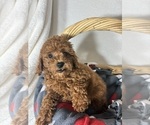 Small #2 Goldendoodle (Miniature)