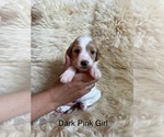 Puppy Dark Pink Girl Goldendoodle (Miniature)
