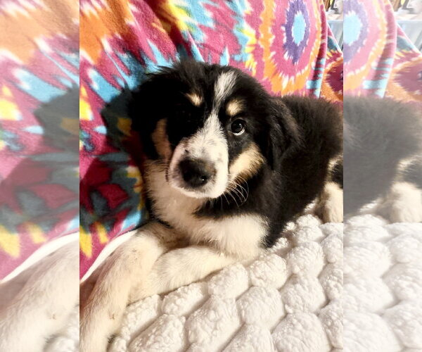 Medium Photo #3 Great Pyrenees Puppy For Sale in Spring, TX, USA