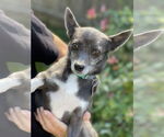 Small #6 Chihuahua Mix