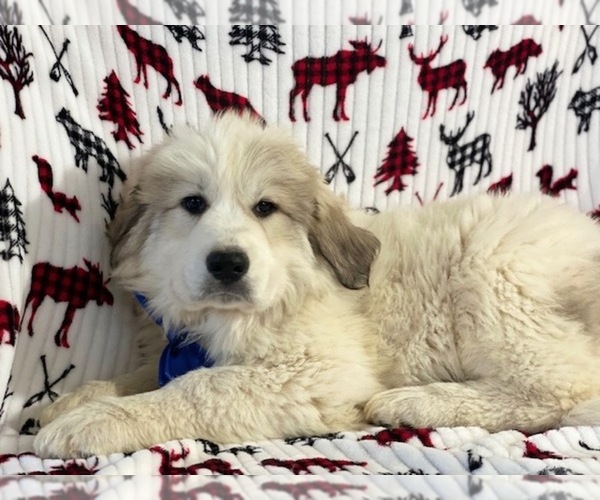 Medium Photo #5 Great Pyrenees Puppy For Sale in LANCASTER, PA, USA