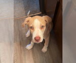 Small #2 Labrador Retriever Mix