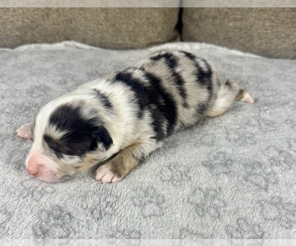 Medium Photo #6 Australian Shepherd Puppy For Sale in SALISBURY, NC, USA